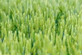 YoungÃÂ Wheat,ÃÂ GreenÃÂ WheatÃÂ SeedlingsÃÂ growing in a field Royalty Free Stock Photo